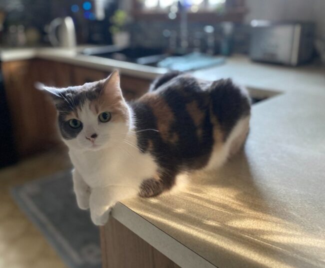 Madison